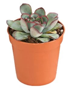 Echeverien-Set - Echeveria, Verschiedene Sorten -Gardena Store 7978117 PR FS 004 EcheverieSukkulenten6erSetT6DehnerExpressHerzig