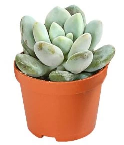 Echeverien-Set - Echeveria, Verschiedene Sorten -Gardena Store 7978117 PR FS 006 EcheverieSukkulenten6erSetT6DehnerExpressHerzig