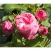Noblesse® Spray-Rose 'Playful Rokoko®'