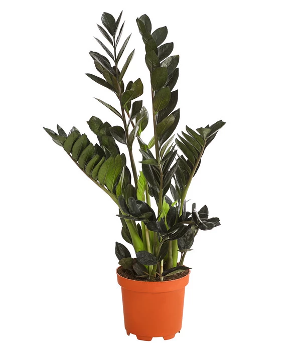 Glücksfeder - Zamioculcas 'Raven' 1 Glücksfeder - Zamioculcas 'Raven'