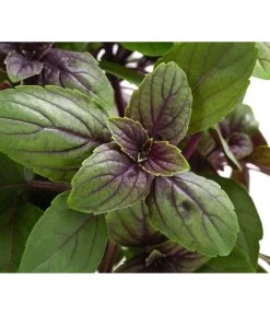 Dehner Gourmet Garten Strauchbasilikum 'Magic Blue' -Gardena Store 8001869 WE DE 001 GourmetGartenBasilikumMagicBlue