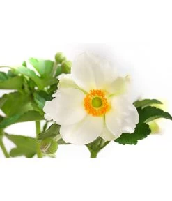 Herbst-Anemone, Verschiedene Sorten -Gardena Store 8004137 WE DE 001 JapanischeAnemone