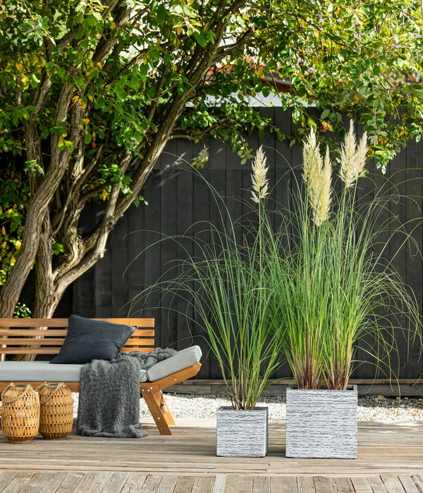 Pampasgras 'Senior' 1 Pampasgras 'Senior'