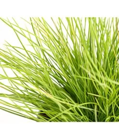 Goldschwingel 'Amigold' -Gardena Store 8010951 WE DE 001 BlauschwingelFestucaGoldenToupeT11DehnerExpressHerzig