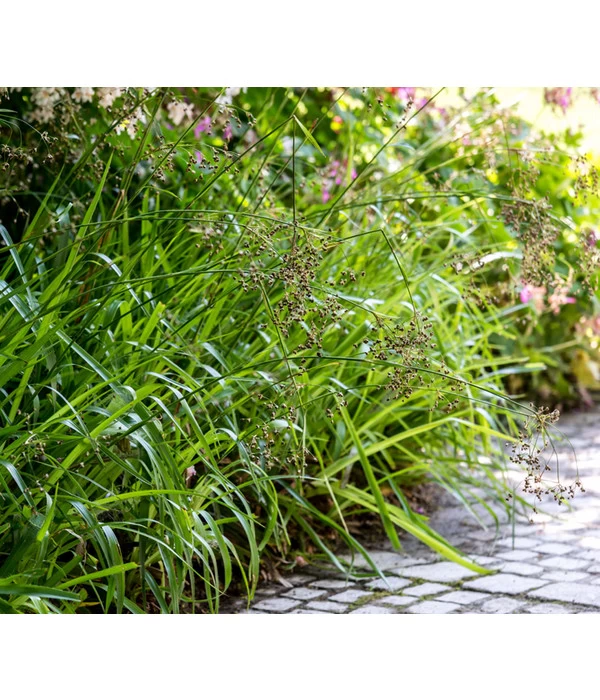 Segge, Verschiedene Sorten 2 Segge, Verschiedene Sorten – Bild 2