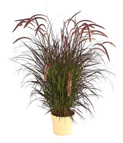 Lampenputzergras 'Chelsea'