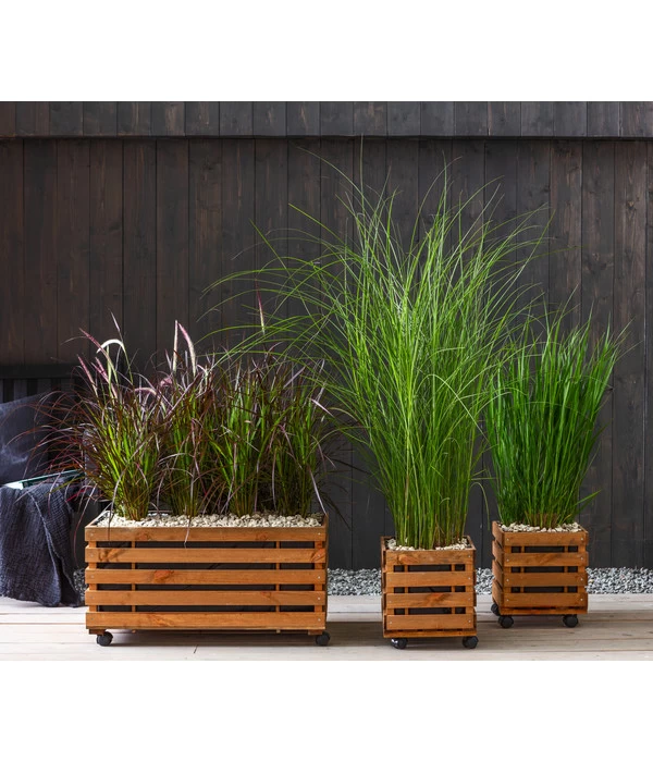 Afrikanisches Lampenputzergras 'Fireworks' 2 Afrikanisches Lampenputzergras 'Fireworks' – Bild 2