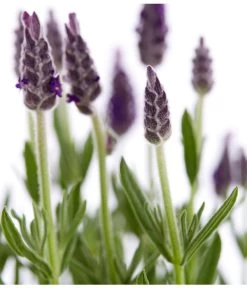 Schopf-Lavendel -Gardena Store 8017014 WE DE 001 LavendelSchopflavendelLavandulaStoechasT13DehnerExpressZS