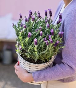 Schopf-Lavendel -Gardena Store 8017014 WE MO 001 LavendelKorb