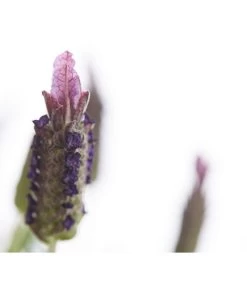 Schopf-Lavendel -Gardena Store 8017089 PR DE 001 LavendelStoechasLavandulaStoechasT18DehnerExpressHerzig