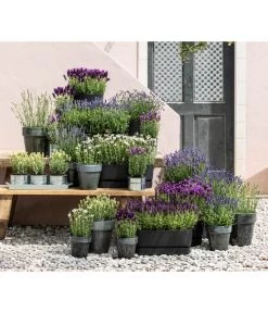 Lavendel 'Silver Sands' -Gardena Store 8022436 WE MO 001 LavendelDark 1