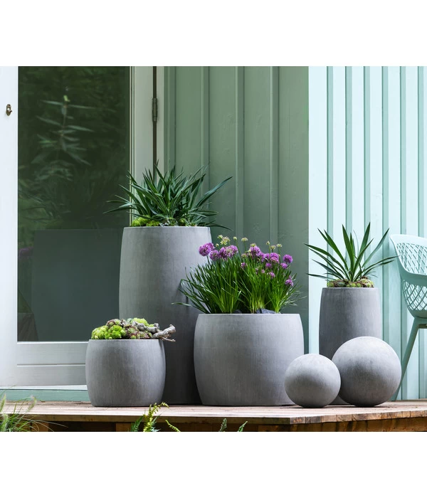 Kerzen-Palmlilie - Palmlilie 2 Kerzen-Palmlilie - Palmlilie – Bild 2