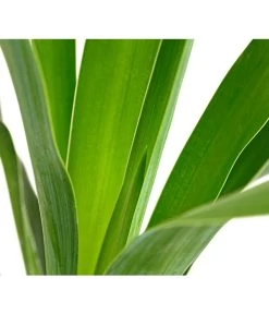 Kerzen-Palmlilie - Palmlilie 7 Kerzen-Palmlilie - Palmlilie -Gardena Store 8028854 WE DE 001 PalmlilieYuccaGloriosa3LDehnerExpressHerzig