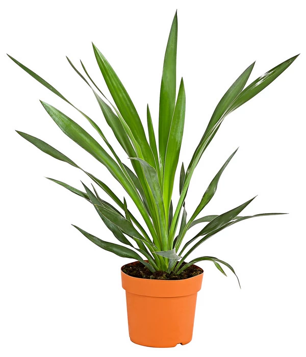 Kerzen-Palmlilie - Palmlilie 1 Kerzen-Palmlilie - Palmlilie