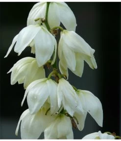 Kerzen-Palmlilie - Palmlilie 6 Kerzen-Palmlilie - Palmlilie -Gardena Store 8028854 WE MO 001 YuccaPalmliliePixabay