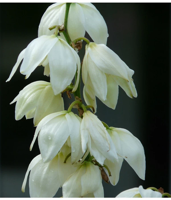 Kerzen-Palmlilie - Palmlilie 3 Kerzen-Palmlilie - Palmlilie – Bild 3