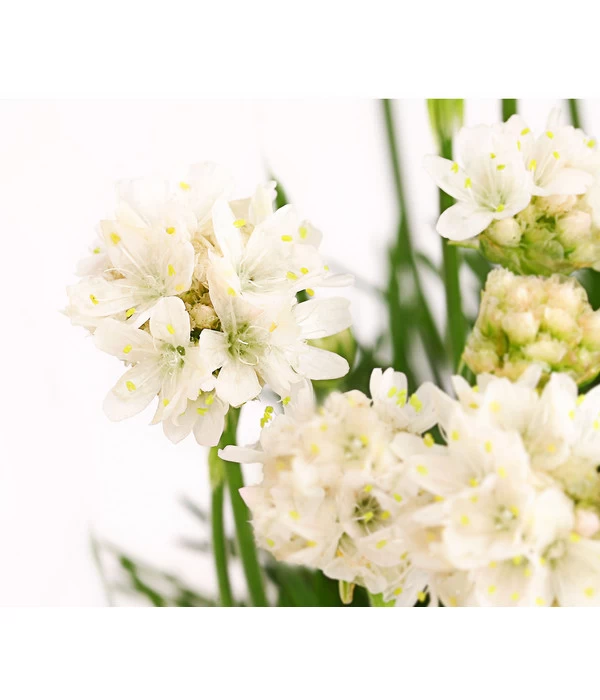 Grasnelke 2 Grasnelke – Bild 2