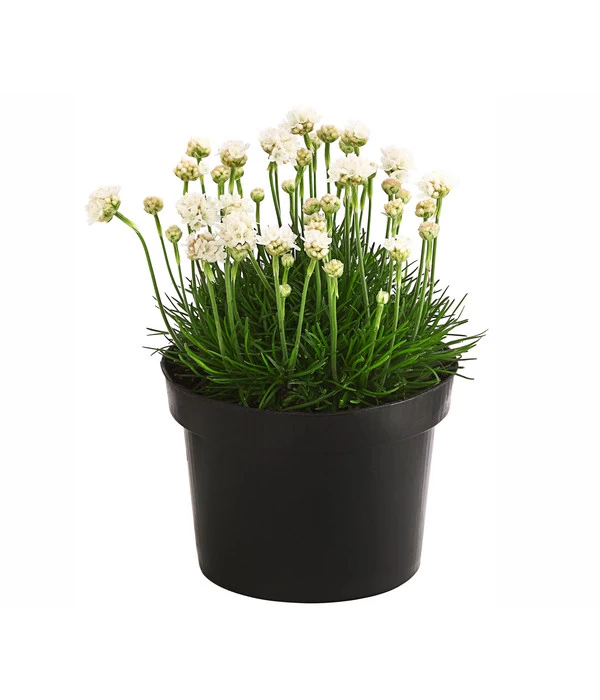 Grasnelke 1 Grasnelke