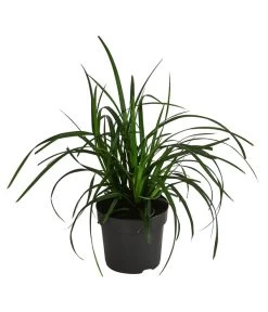 Garten-Segge 'Green Wonder'