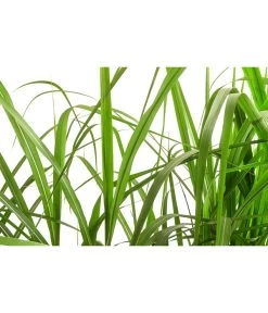 Riesen-Chinaschilf In Pflanztasche, Ca. B100 Cm -Gardena Store 8050239 WE DE 001 BigBagSichtschutzGraeserChinaschilfGingantheus