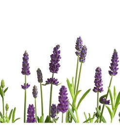 Lavendel -Gardena Store 8092108 PR DE 001 LavandulaAngustifoliaLavendelT13DehnerExpressHerzig
