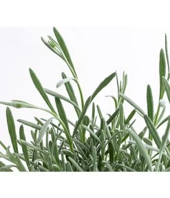 Lavendel 'Silver Sands' -Gardena Store 8092769 WE DE 001 LavendelSilverSands