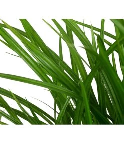 Garten-Segge 'Green Wonder' -Gardena Store 8095119 WE DE 003 CarexOshimensisGreenWonderZiergrasT19