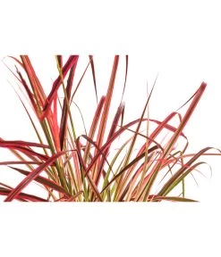 Afrikanisches Lampenputzergras 'Fireworks' 5 Afrikanisches Lampenputzergras 'Fireworks' -Gardena Store 8095929 WE DE 001 LampenputzergrasFireworksT14