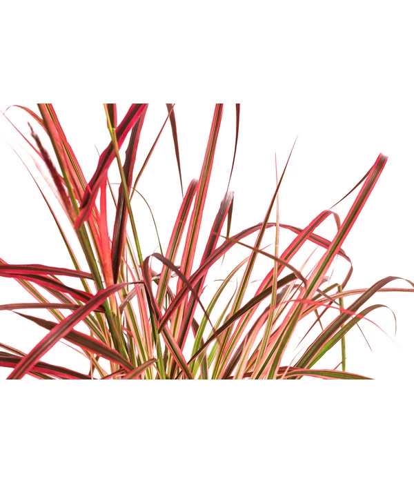 Afrikanisches Lampenputzergras 'Fireworks' 3 Afrikanisches Lampenputzergras 'Fireworks' – Bild 3