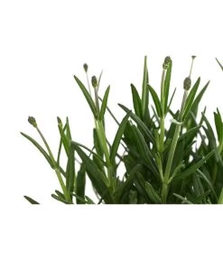 Lavendel 'Royal Blue' -Gardena Store 8097545 WE DE 001 LavendelRoyalBlue1L