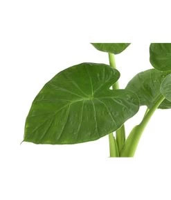 Pfeilblatt - Alocasia Cucullata -Gardena Store 8201279 PR DE 001 AlocasiaCulcullataT19DehnerExpressHerzig