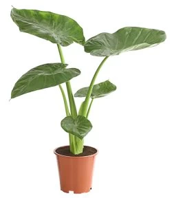 Pfeilblatt - Alocasia Cucullata