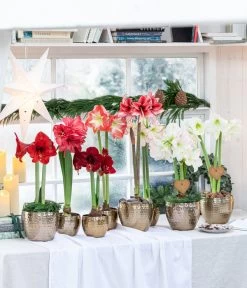 Gefüllte Amaryllis - Hippeastrum, Verschiedene Farben -Gardena Store 8201600 WE MO 001 AmaryllisHippeastrum