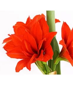 Gefüllte Amaryllis - Hippeastrum, Verschiedene Farben -Gardena Store 8201600 we DE 010 AmaryllisHippeastrumMultifloraRittersternT17DehnerExpressHerzig