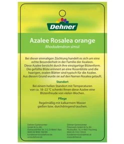 Zimmerazalee - Rhododendron Simsii 'Rosalea' -Gardena Store 8206021 AzaleeRosaleaOrangeEtikett2