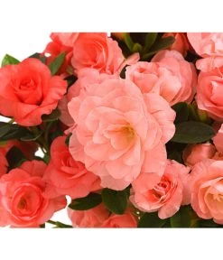 Zimmerazalee - Rhododendron Simsii 'Rosalea' -Gardena Store 8206021 PR DE 001 Azalea RosaleaApricotDehnerExpressHerzig