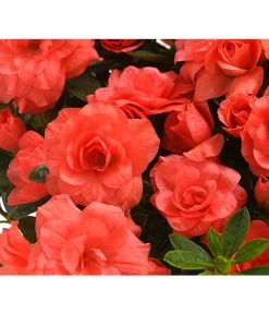 Zimmerazalee - Rhododendron Simsii 'Rosalea' -Gardena Store 8206021 PR DE 001 AzaleeAzaleaRosaleaOrangeDehnerExpressHerzig