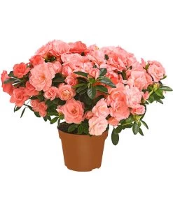 Zimmerazalee - Rhododendron Simsii 'Rosalea'