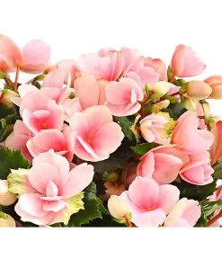 Freiland-Begonie 'Betulia' -Gardena Store 8208845 WE DE 001 BetuliaGardenHerzig