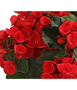 Freiland-Begonie 'Betulia' -Gardena Store 8208845 WE DE 002 BetuliaGardenHerzig