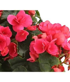 Freiland-Begonie 'Betulia' -Gardena Store 8208845 WE DE 003 BetuliaGardenHerzig