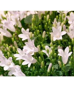 Glockenblume - Campanula Portenschlagiana 'Get Mee®' 5 Glockenblume - Campanula Portenschlagiana 'Get Mee®' -Gardena Store 8211450 WE DE 001 GlockenblumeCampanulaWeissT10Euroflora