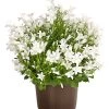 Glockenblume - Campanula Portenschlagiana 'Get Mee®'