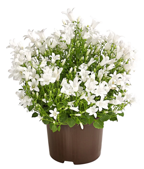 Glockenblume - Campanula Portenschlagiana 'Get Mee®' 1 Glockenblume - Campanula Portenschlagiana 'Get Mee®'