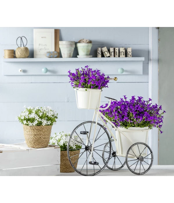 Glockenblume - Campanula Portenschlagiana 'Get Mee®' 2 Glockenblume - Campanula Portenschlagiana 'Get Mee®' – Bild 2