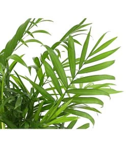 Bergpalme - Chamaedorea Elegans -Gardena Store 8212318 WE DE 001 BergpalmeChamaedoreaElegansT9DehnerExpressHerzig