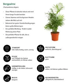 Bergpalme - Chamaedorea Elegans -Gardena Store 8212326 WE IG 001 BergpalmeChamaedoreaElegansT13