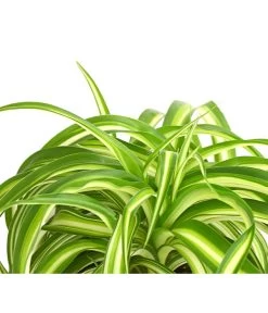 Grünlilie - Chlorophytum Comosum 'Bonnie' 5 Grünlilie - Chlorophytum Comosum 'Bonnie' -Gardena Store 8215303 PR DE 001 GruenlilieChlorophytumBonnieT10DehnerExpressHerzig