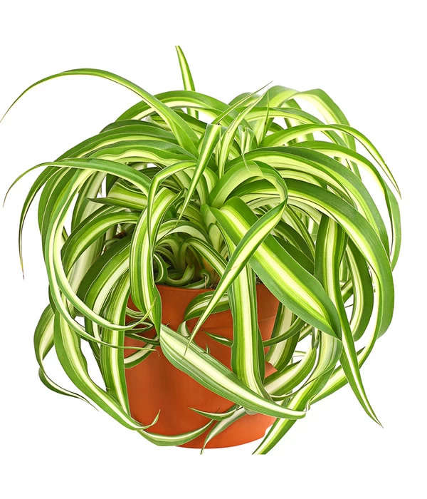 Grünlilie - Chlorophytum Comosum 'Bonnie' 1 Grünlilie - Chlorophytum Comosum 'Bonnie'