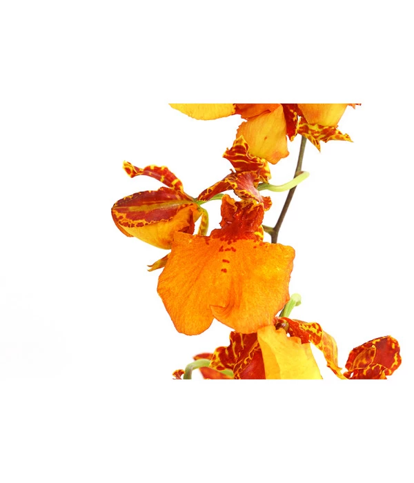 Oncidium-Orchidee - Oncidium Zappi 2 Oncidium-Orchidee - Oncidium Zappi – Bild 2